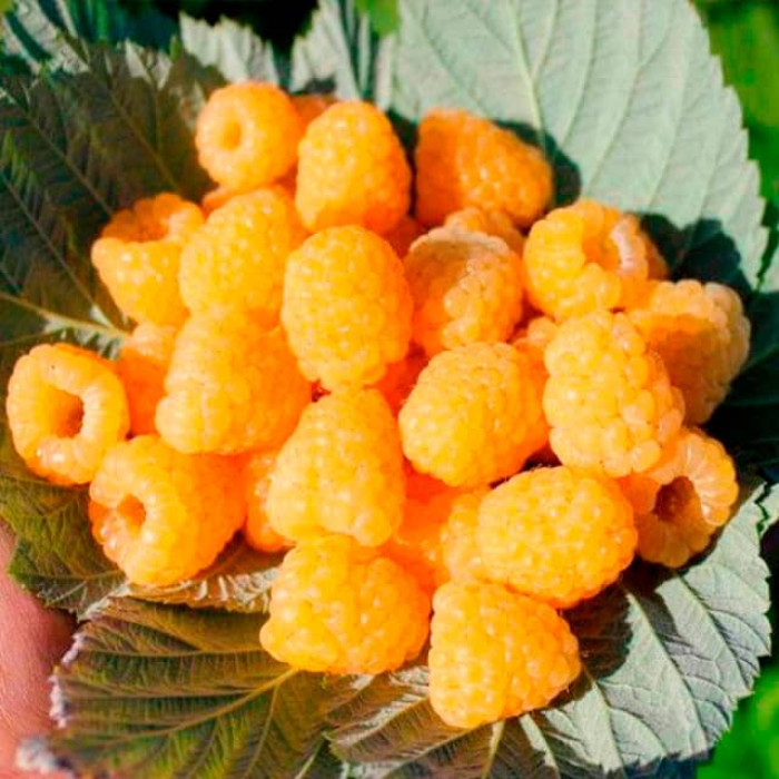 Саженцы малины «Оскар»