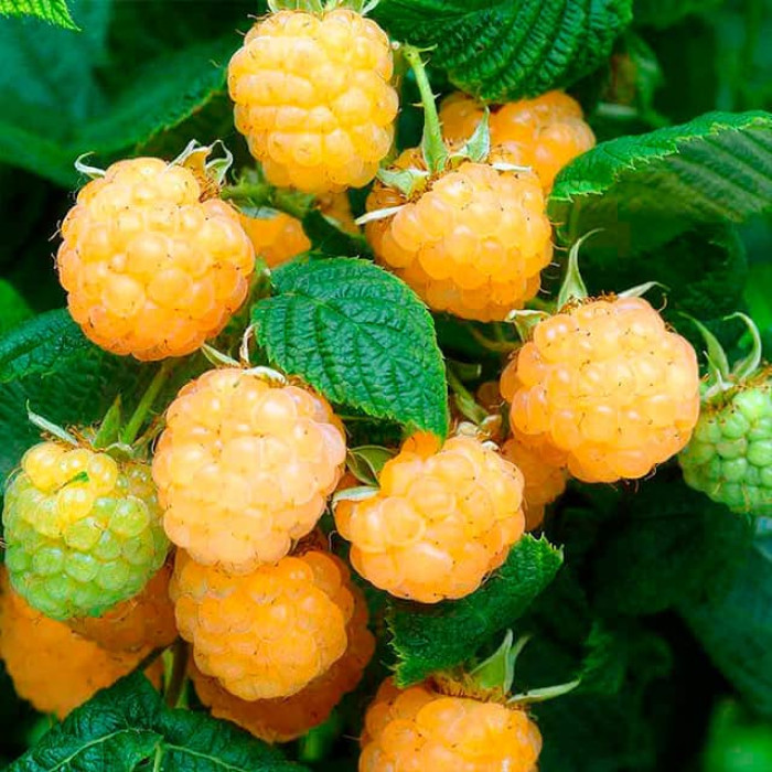 Саженцы малины «Оскар»