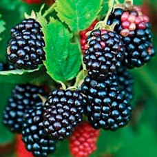 Саджанці безшипної ожини «Герда»