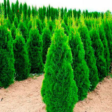 Саджанці лускатої туї «Смарагд»