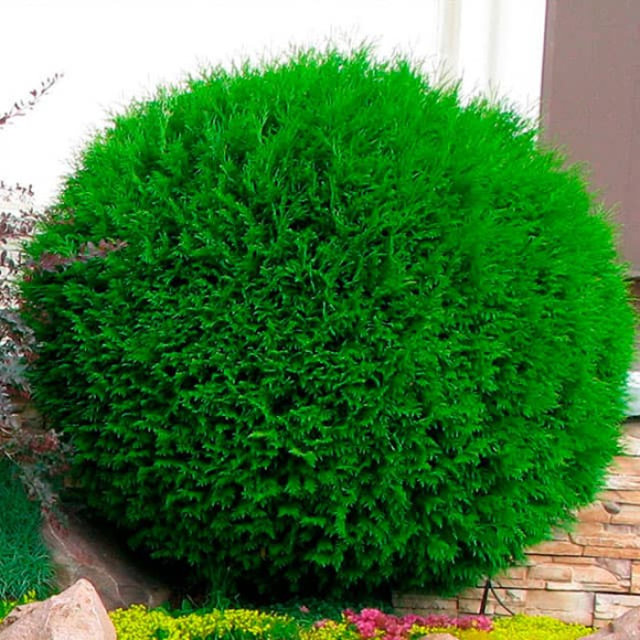 Саджанці кулястої туї «Даніка»