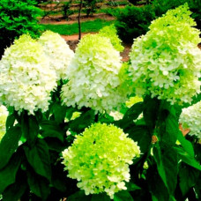 Саджанці волотистої гортензії «Лаймлайт»