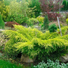 Саджанці ялівцю середнього «Пфітцеріана Ауреа»