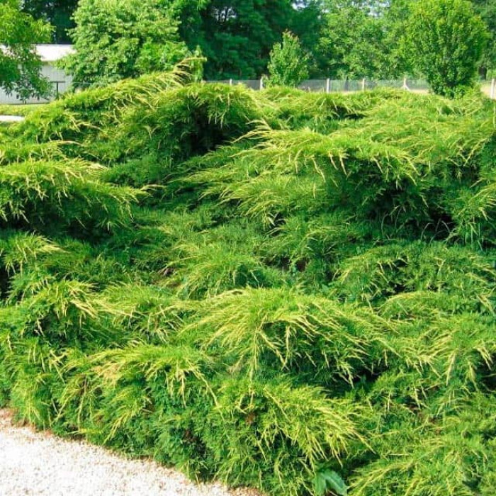 Саджанці ялівцю середнього «Пфітцеріана Ауреа»