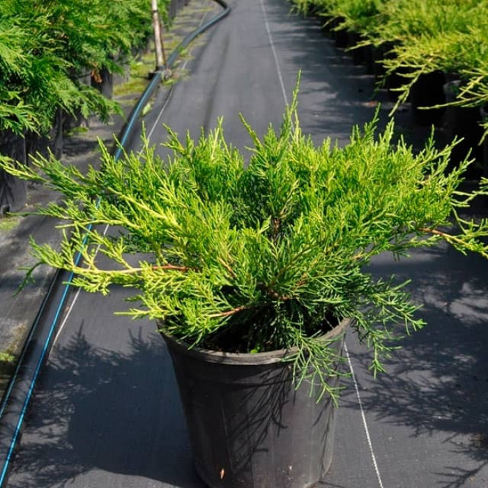 Саджанці ялівцю середнього «Пфітцеріана Ауреа»