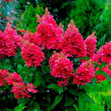 Саджанці волотистої гортензії «Вімс Ред»