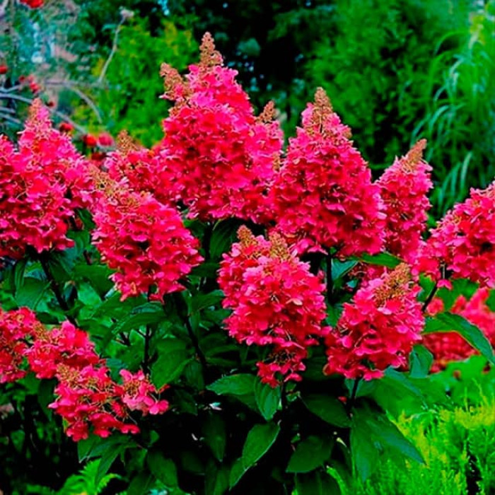 Саджанці волотистої гортензії «Вімс Ред»