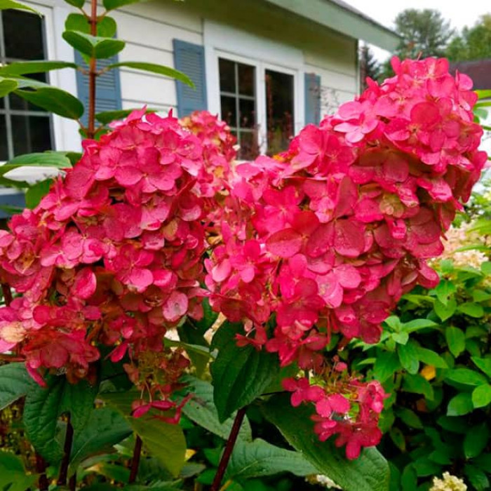 Саджанці волотистої гортензії «Вімс Ред»