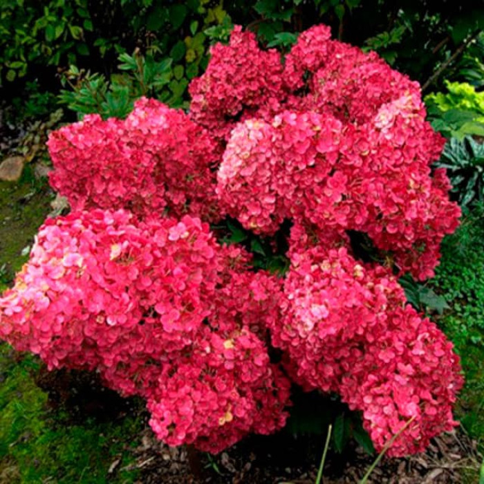 Саджанці волотистої гортензії «Вімс Ред»