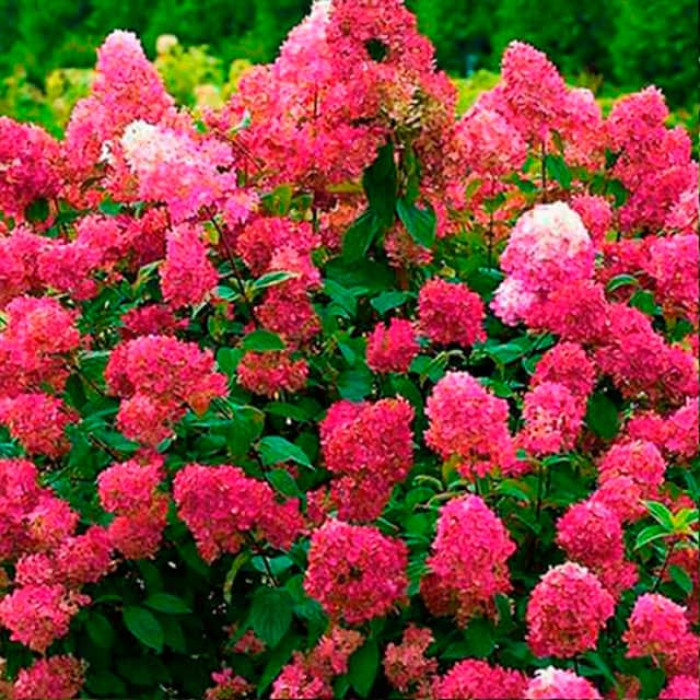 Саджанці волотистої гортензії «Вімс Ред»