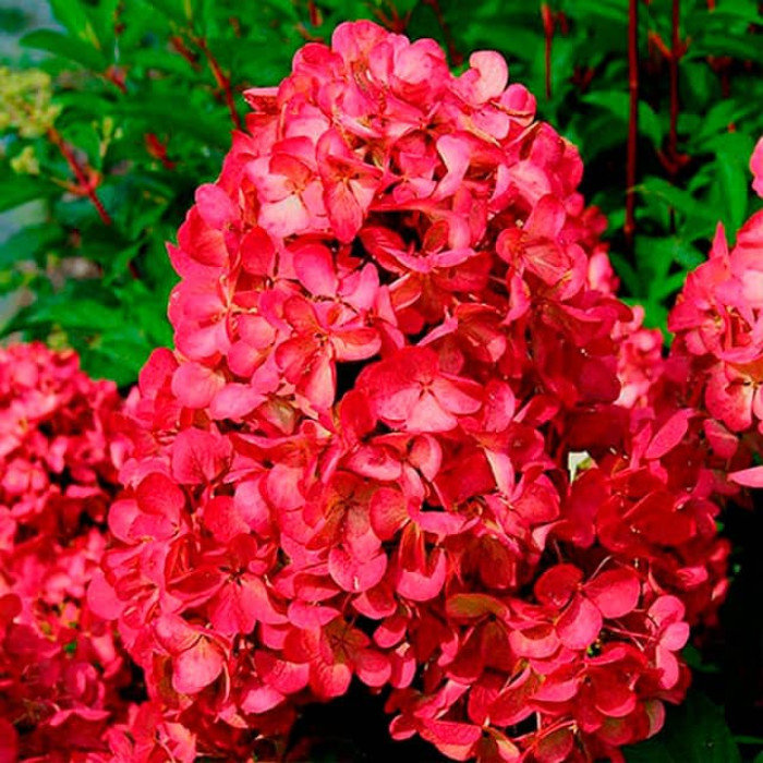 Саджанці волотистої гортензії «Вімс Ред»