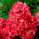 Саджанці волотистої гортензії «Вімс Ред»