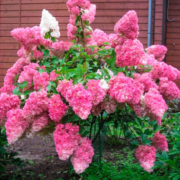 Саджанці волотистої гортензії «Ванілла Фрейз»