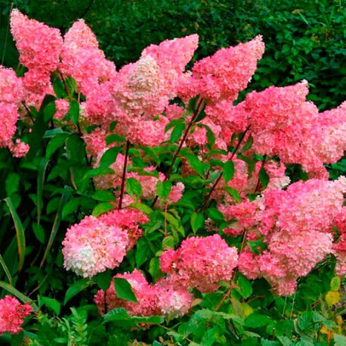 Саджанці волотистої гортензії «Ванілла Фрейз»