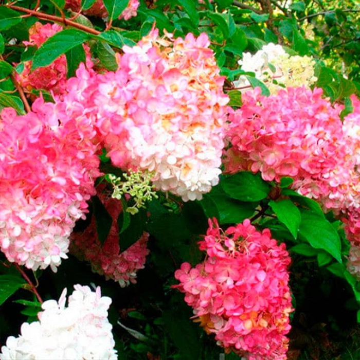 Саджанці волотистої гортензії «Ванілла Фрейз»