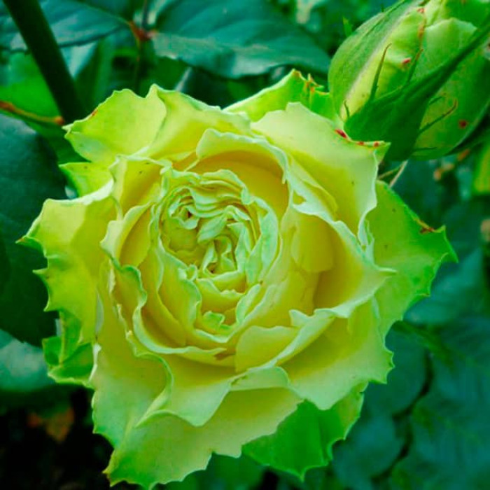 Саджанці чайно-гібридної троянди «Зелена планета»