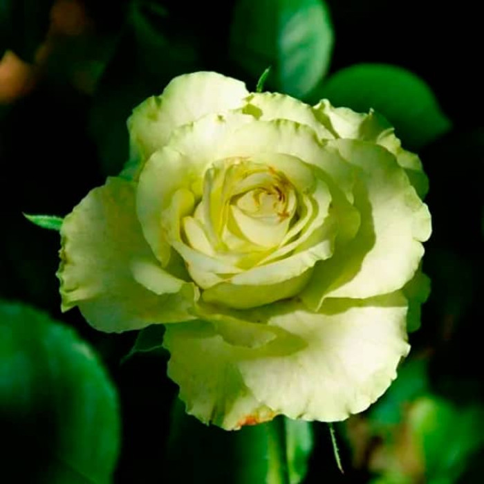 Саджанці чайно-гібридної троянди «Зелена планета»