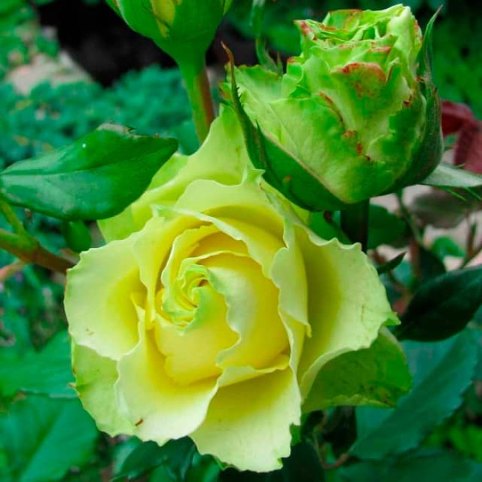 Саджанці чайно-гібридної троянди «Зелена планета»