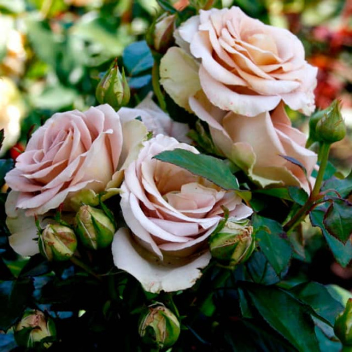 Саджанці чайно-гібридної троянди «Амнезія»