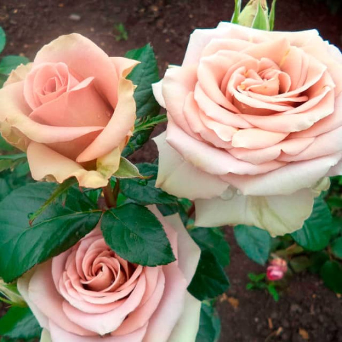 Саджанці чайно-гібридної троянди «Амнезія»