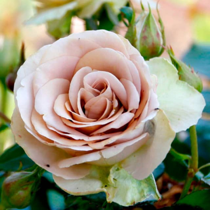 Саджанці чайно-гібридної троянди «Амнезія»