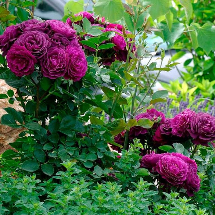 Саженцы розы флорибунда «Перпл Эдем»