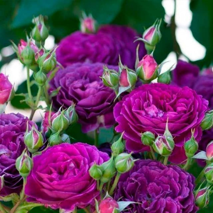 Саженцы розы флорибунда «Перпл Эдем»