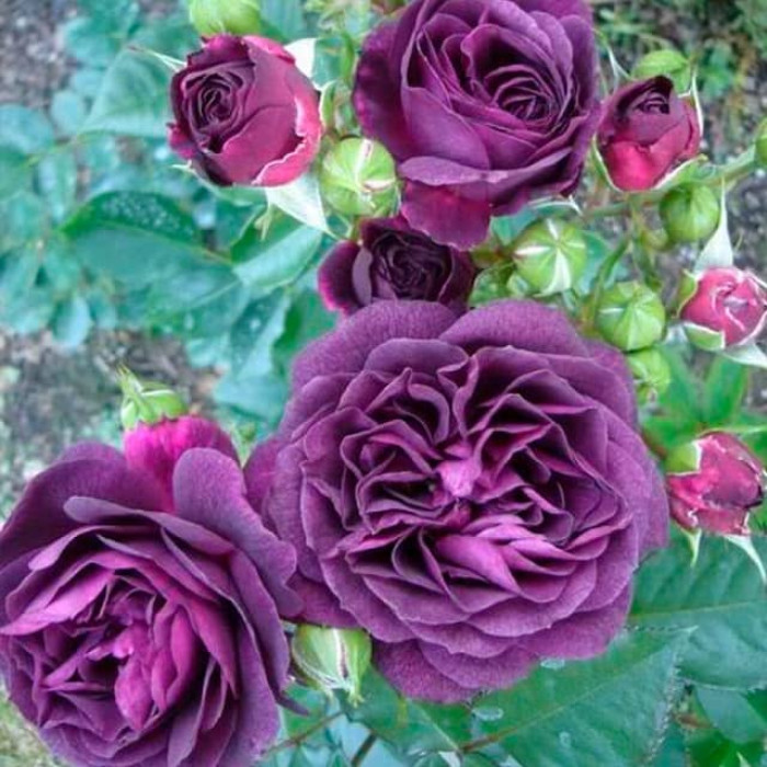 Саженцы розы флорибунда «Перпл Эдем»