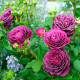 Саженцы розы флорибунда «Перпл Эдем»