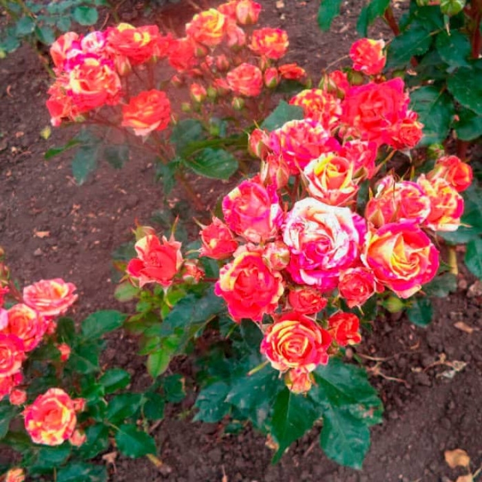 Саженцы спрей розы «Фаер Флеш»