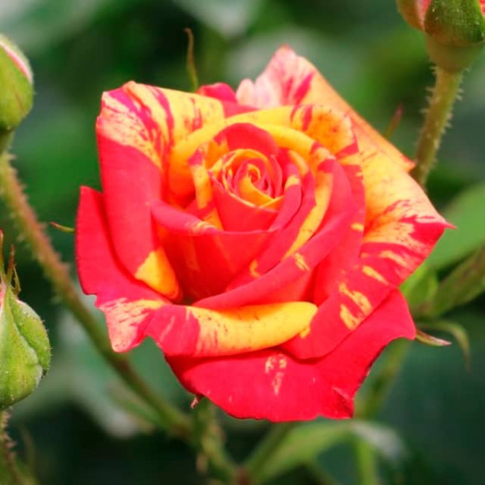 Саженцы спрей розы «Фаер Флеш»