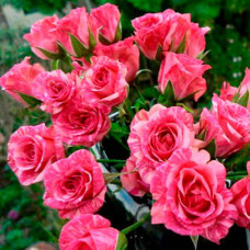Саженцы спрей розы «Пинк Флеш»
