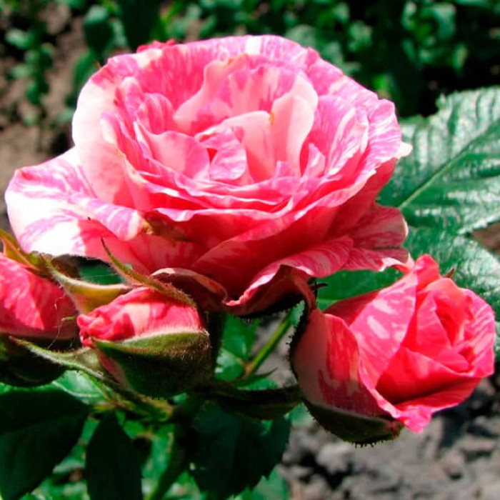 Саженцы спрей розы «Пинк Флеш»