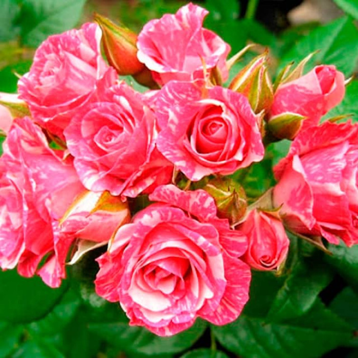 Саженцы спрей розы «Пинк Флеш»