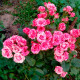 Саженцы спрей розы «Пинк Флеш»