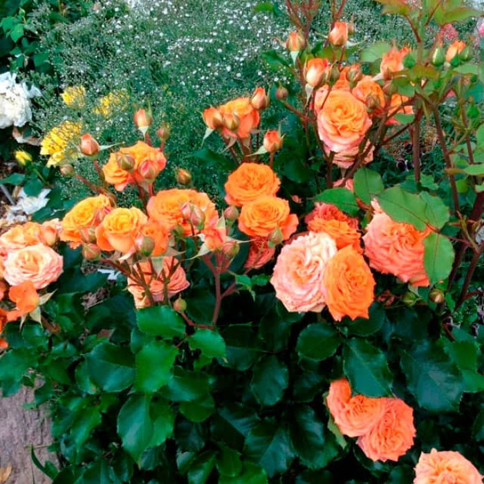 Саженцы спрей розы «Келли»