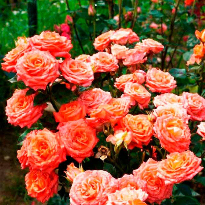 Саженцы спрей розы «Келли»