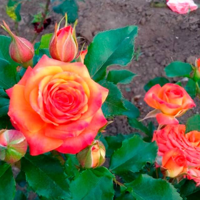 Саженцы спрей розы «Келли»