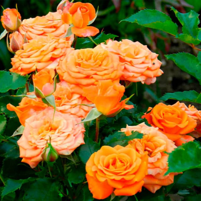 Саженцы спрей розы «Келли»