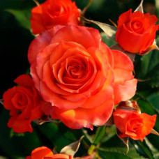 Саженцы спрей розы «Алегрия»