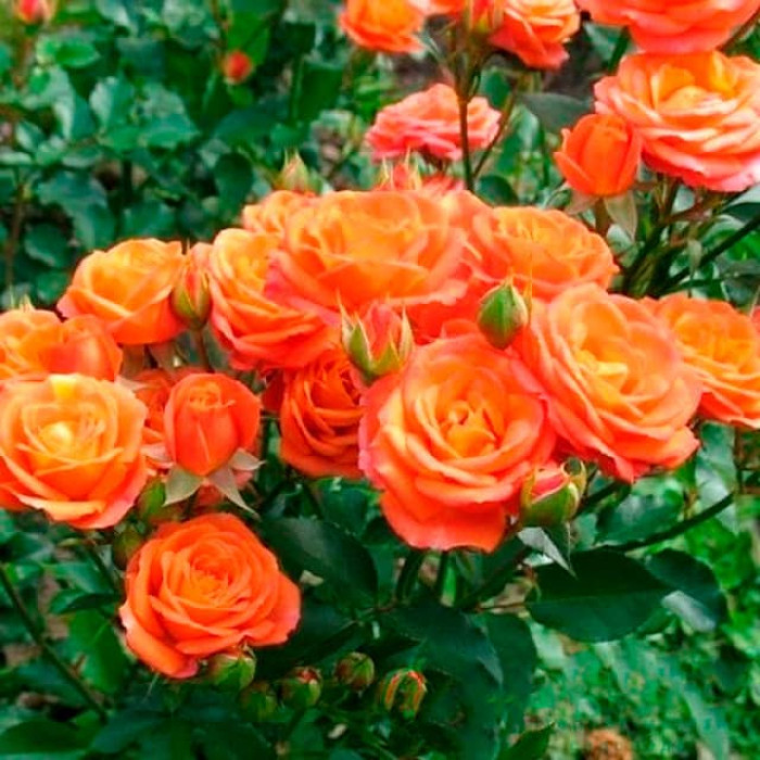 Саженцы спрей розы «Алегрия»