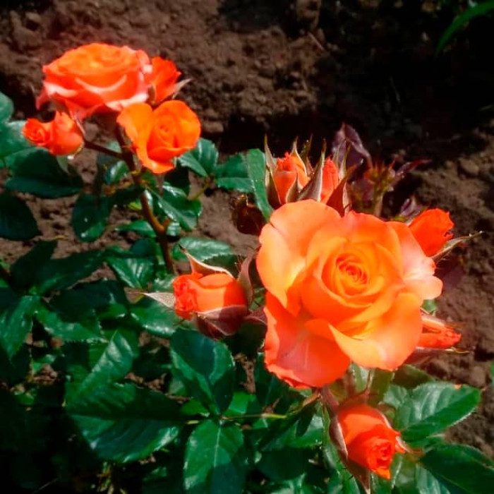 Саженцы спрей розы «Алегрия»