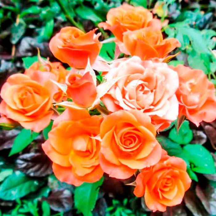 Саженцы спрей розы «Алегрия»