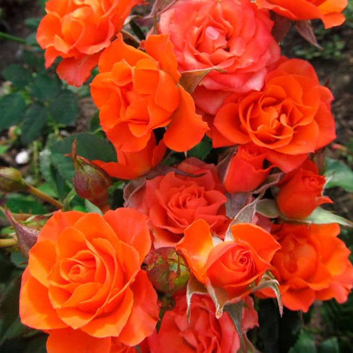 Саженцы спрей розы «Алегрия»