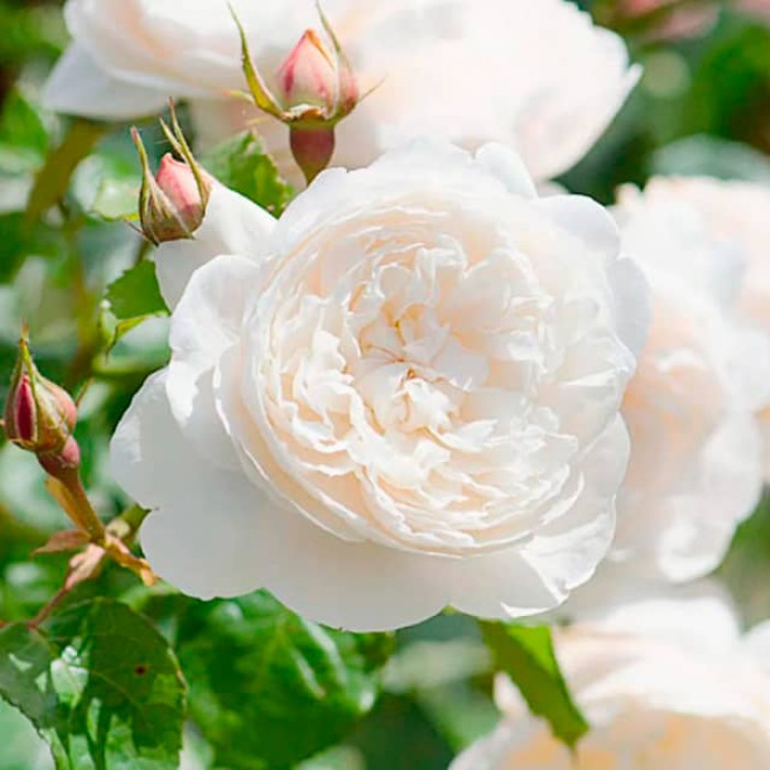 Саджанці плетистої троянди «Сяюча наречена»