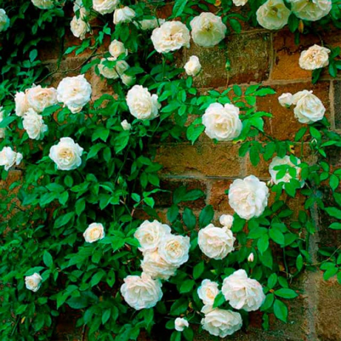 Саджанці плетистої троянди «Сяюча наречена»