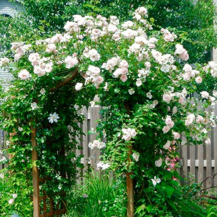 Саджанці плетистої троянди «Сяюча наречена»