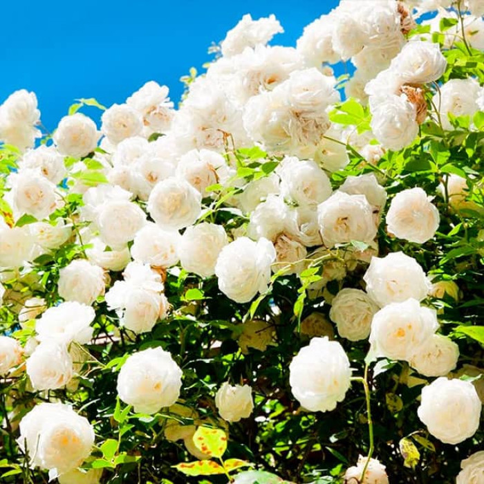 Саджанці плетистої троянди «Сяюча наречена»