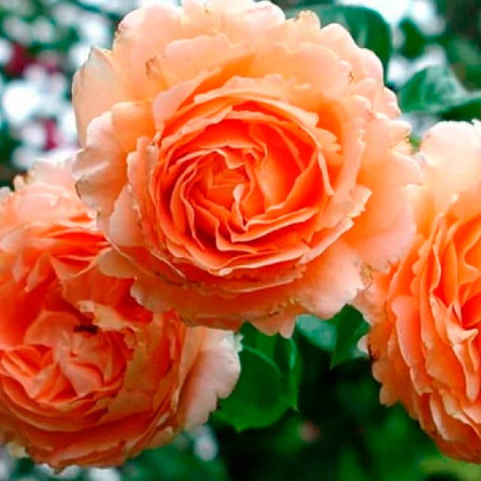 Саджанці плетистої троянди «Полька»