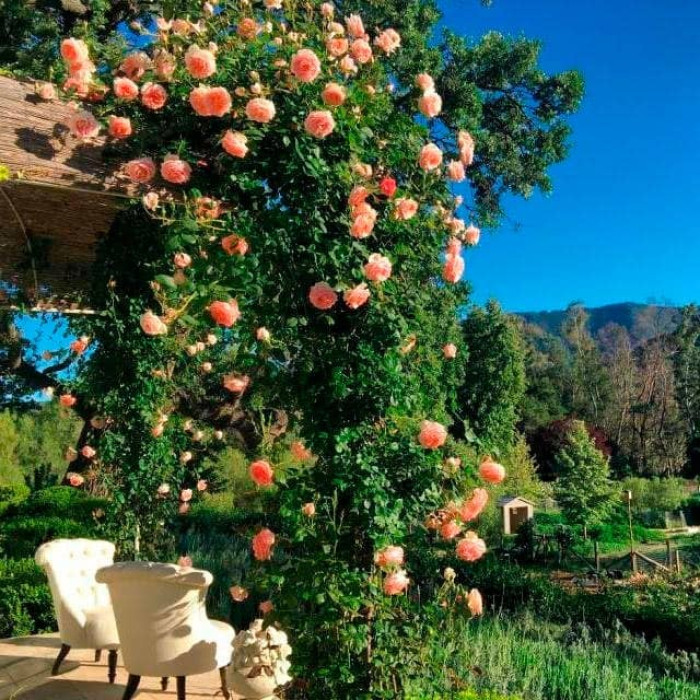 Саджанці плетистої троянди «Полька»